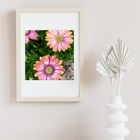 African Daisy Printable Wall Art, Purple Pink Yellow Flower Photography, Digital Download