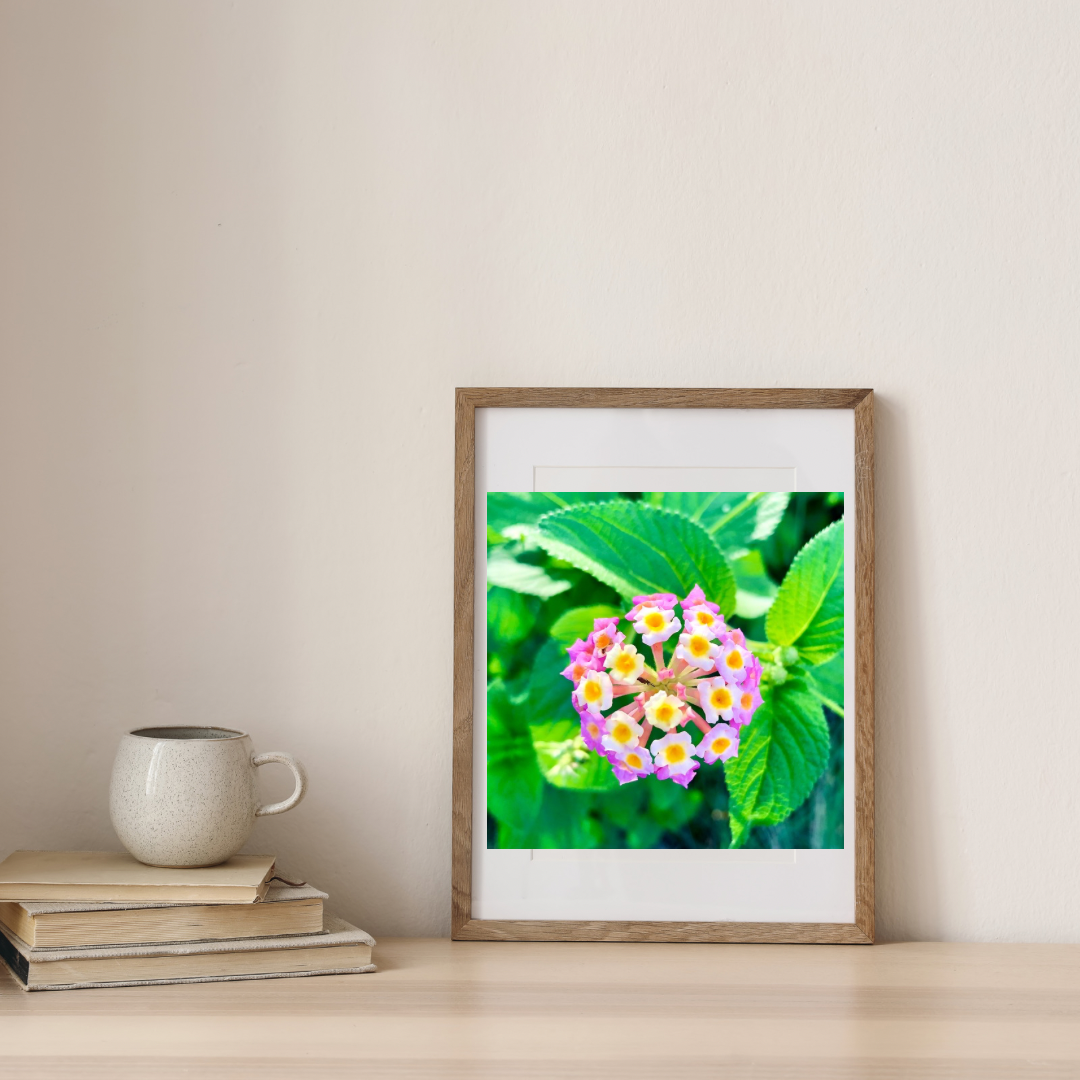 Pink White Yellow Lantana Camara Wall Art Printable, Flower Photography, Colourful Garden Bloom Decor, Botanical Digital Download