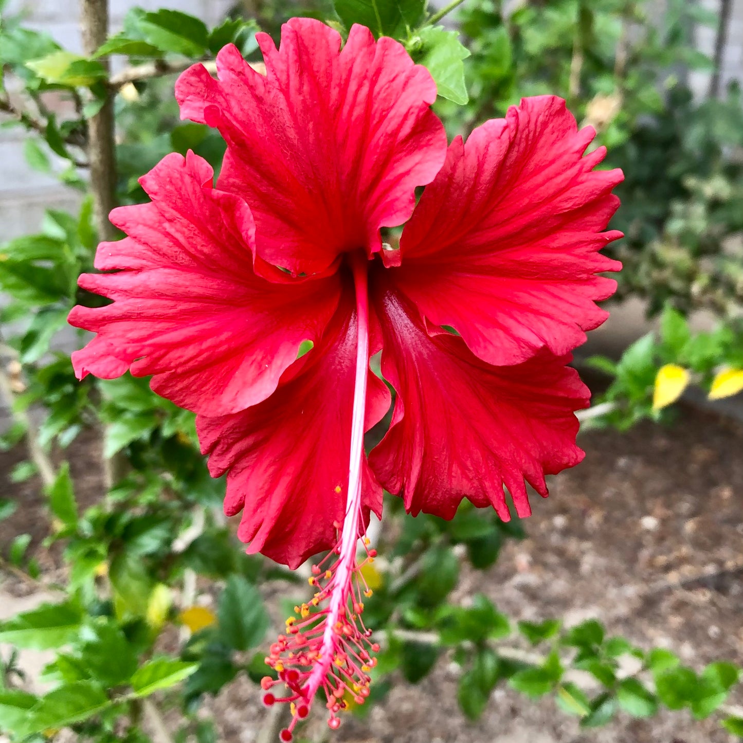 Bright Red Hibiscus Wall Art Printable, Tropical Flower Photography, Bold Botanical Decor, Floral Digital Download