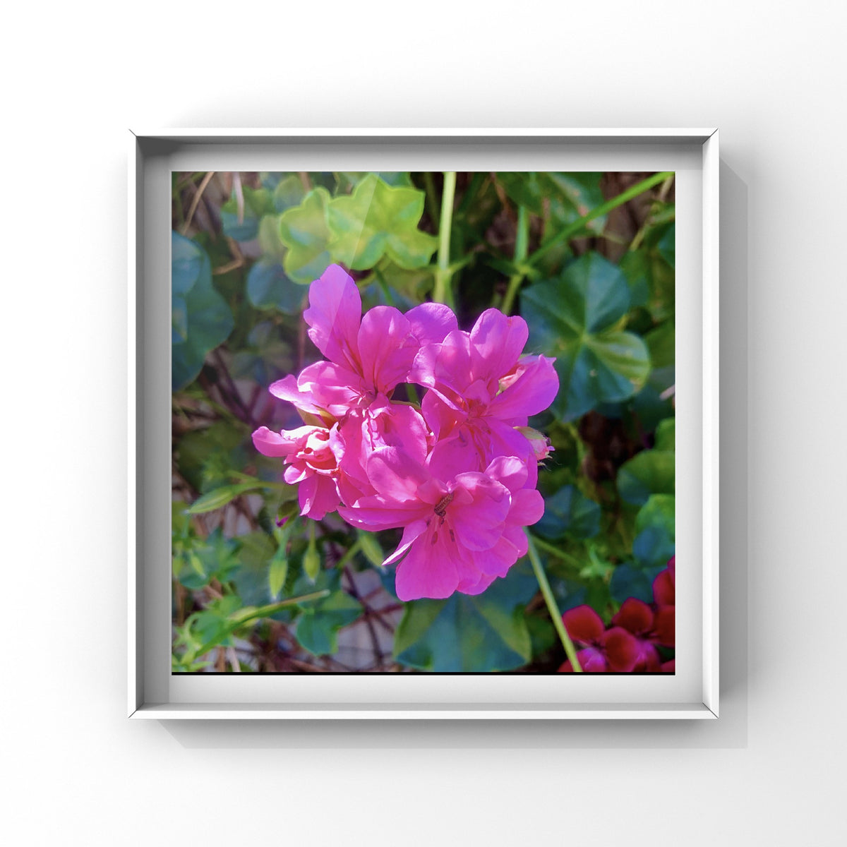 Pink Geranium Flowers Wall Art Printable, Floral Photography, Botanical Decor, Digital Download
