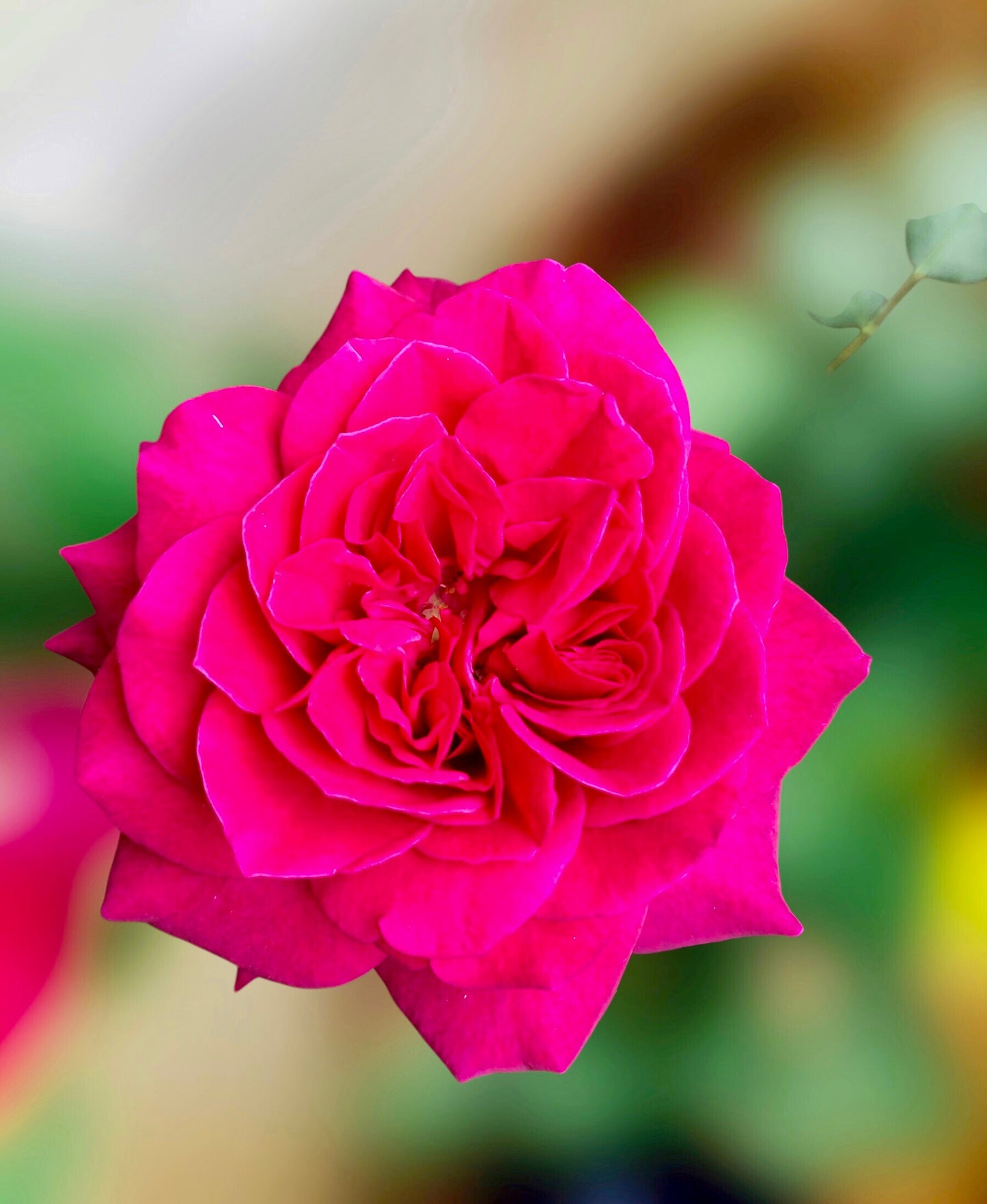 Vibrant Pink English Garden Rose Wall Art Printable, Flower Photography, Elegant Botanical Decor, Digital Download