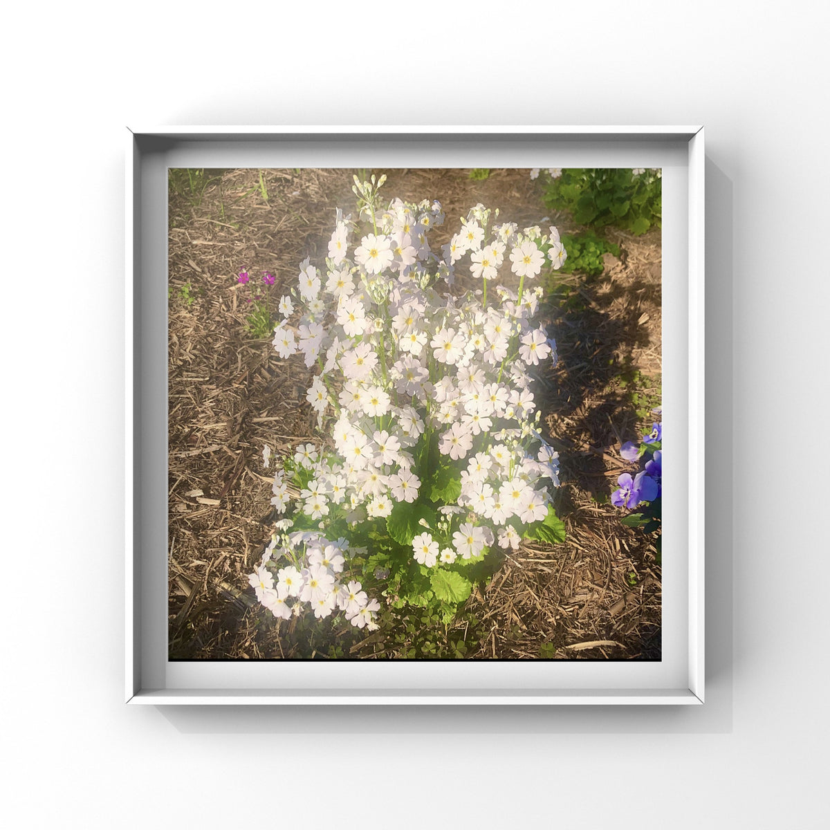 White Fairy Primrose Flowers Wall Art Printable, Floral Photography, Botanical Decor, Digital Download