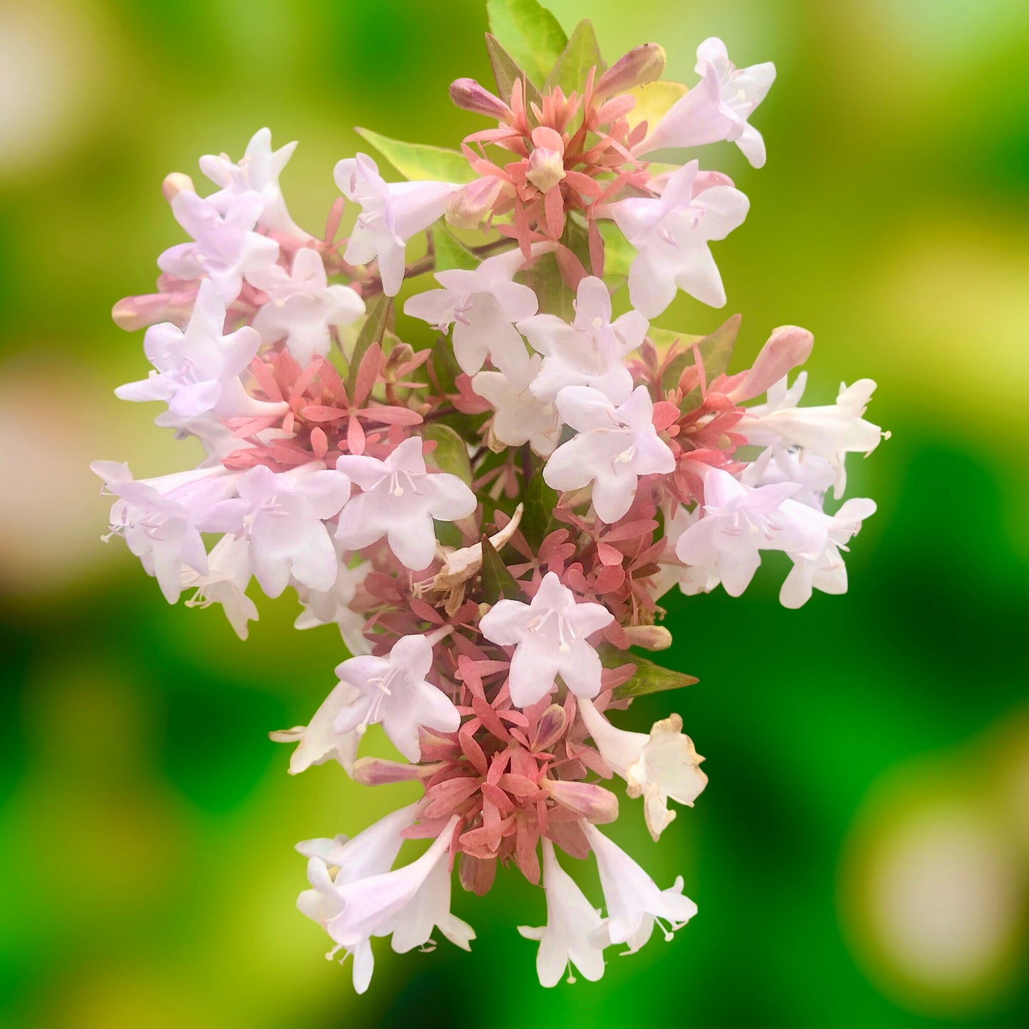 White Abelia Flowers Wall Art Printable, Elegant Botanical Photography, Dreamy Floral Decor, Digital Download