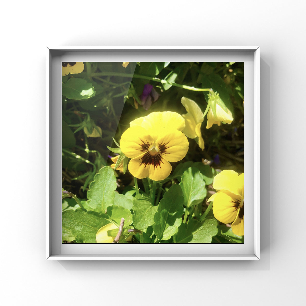 Yellow Viola Wall Art Printable, Floral Photography, Botanical Decor, Digital Download