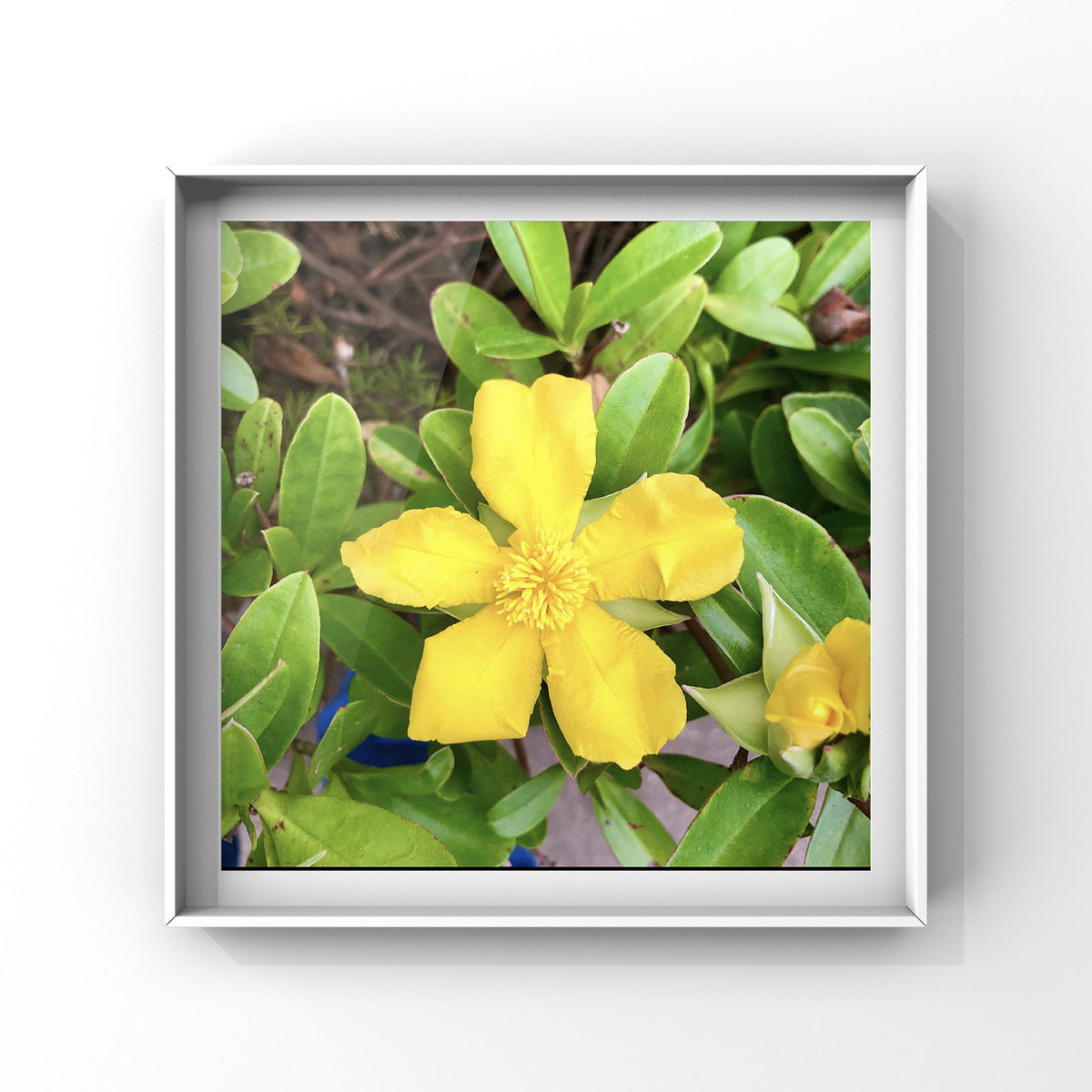 Yellow Flower Wall Art Printable, Floral Photography, Botanical Decor, Digital Download
