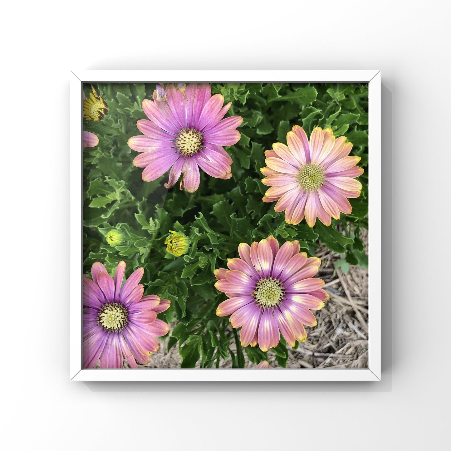 Purple and Yellow Daisy Printable Wall Art, Botanical Flower Photography, Digital Download