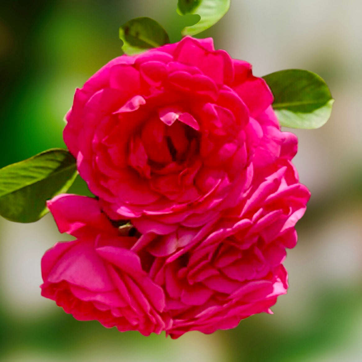 Vibrant Pink Garden Roses Wall Art Printable, Floral Photography, Soft Dreamy Elegant Botanical Decor, Digital Download