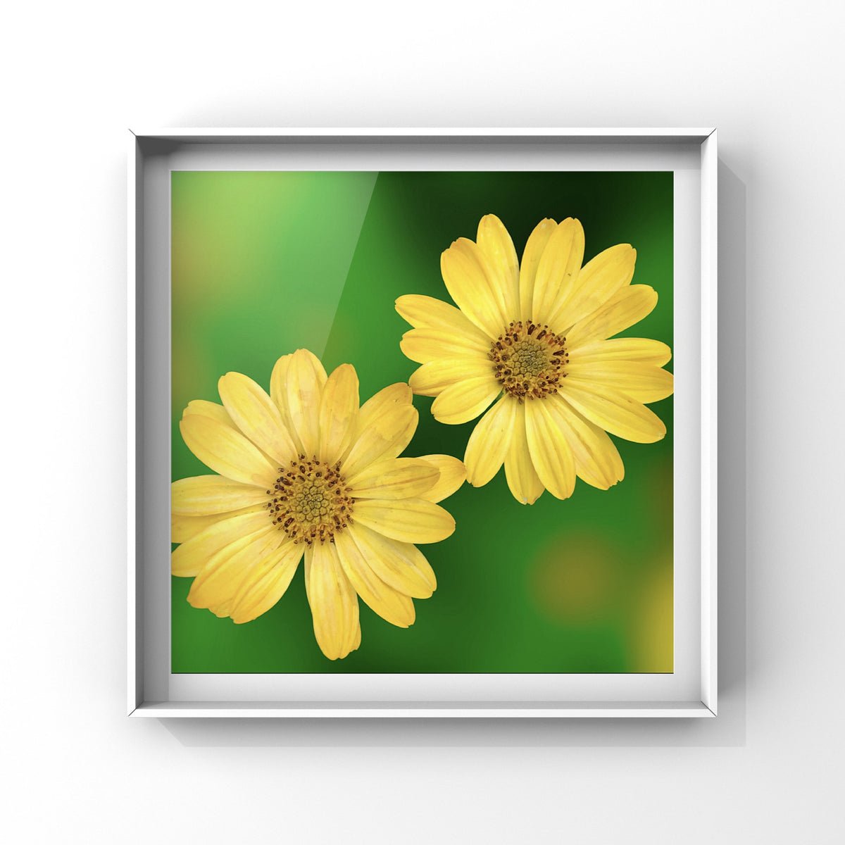 Yellow African Daisy Wall Art Printable, Flower Photography, Elegant Botanical Decor, Digital Download