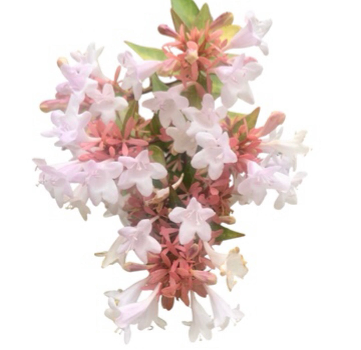 White Abelia Flower Printable Wall Art Bundle (2), Elegant Botanical Photography, Floral Digital Download Set, Nature Wall Decor
