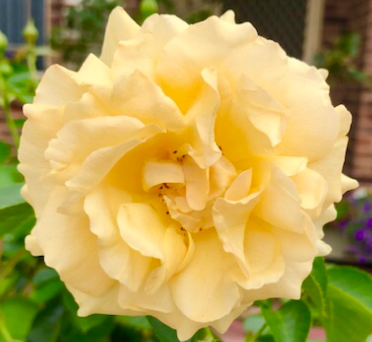 Yellow Garden Rose Printable Wall Art, Botanical Flower Photography, Digital Download