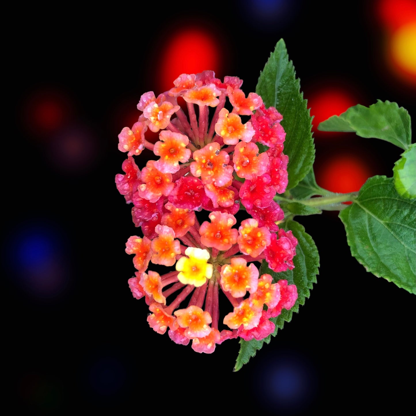 Red and Yellow Lantana Camara Wall Art Printable, Flower Photography, Vibrant Botanical Decor, Digital Download