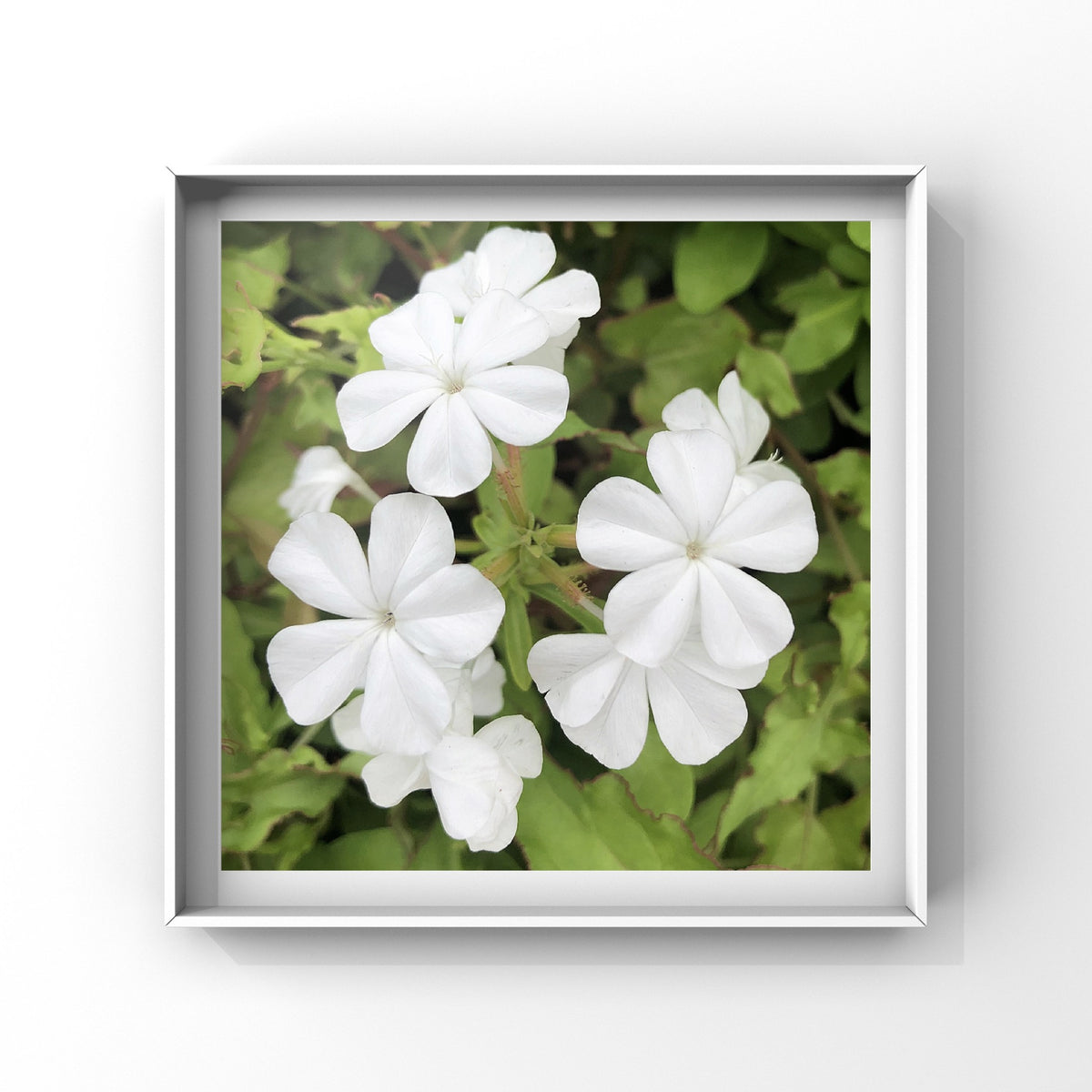 Small White Flowers Printable Wall Art, Delicate Floral Photography, Digital Download