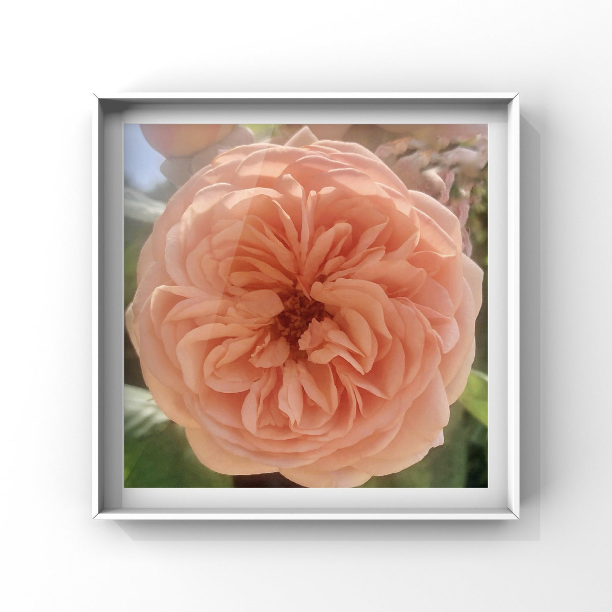 Apricot English Rose Wall Art Printable, Peach Garden Rose Photography, Romantic Botanical Decor, Floral Digital Download