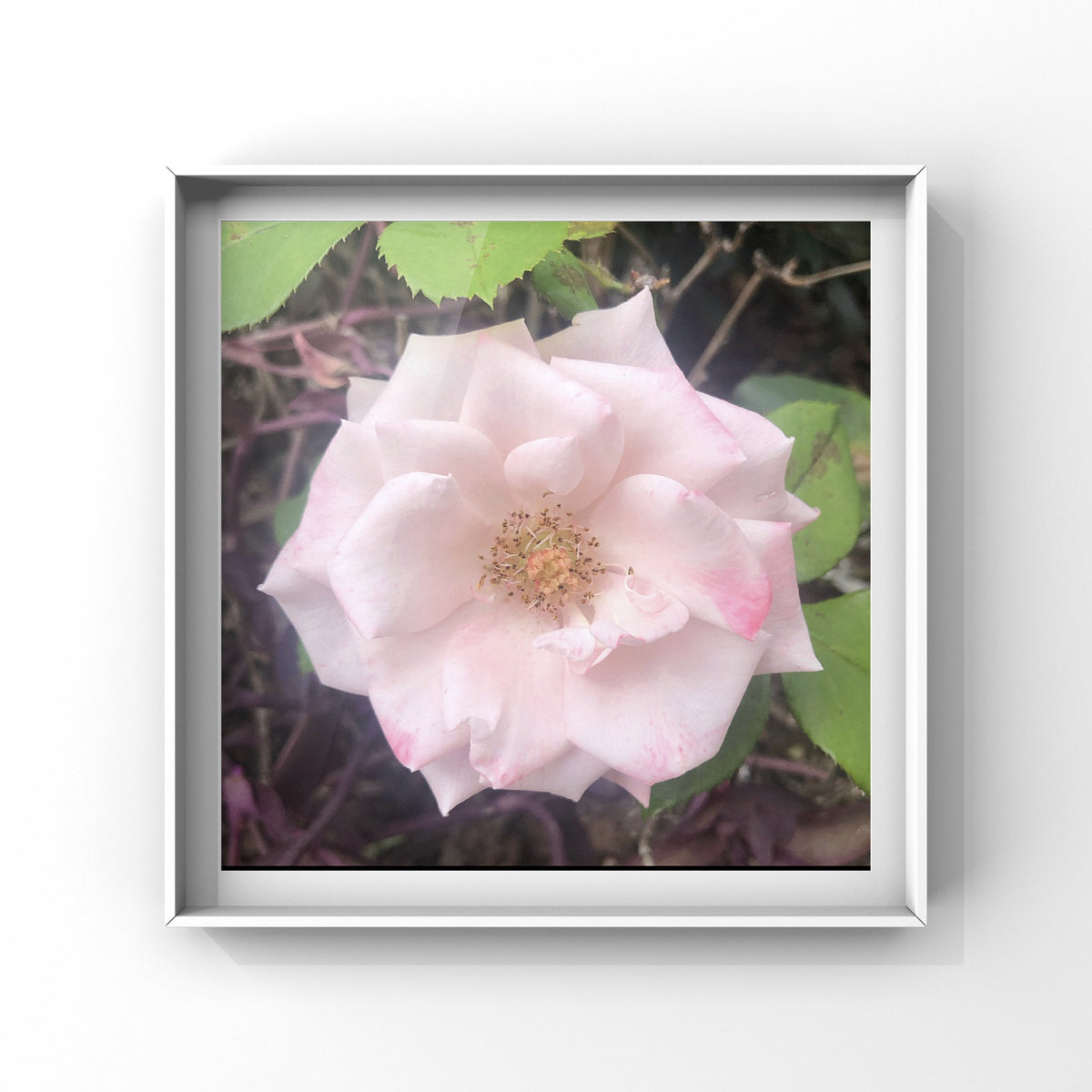 Pale Pink and White Rose Wall Art Printable, Soft Blush Botanical Photography, Elegant Floral Home Decor, Digital Download