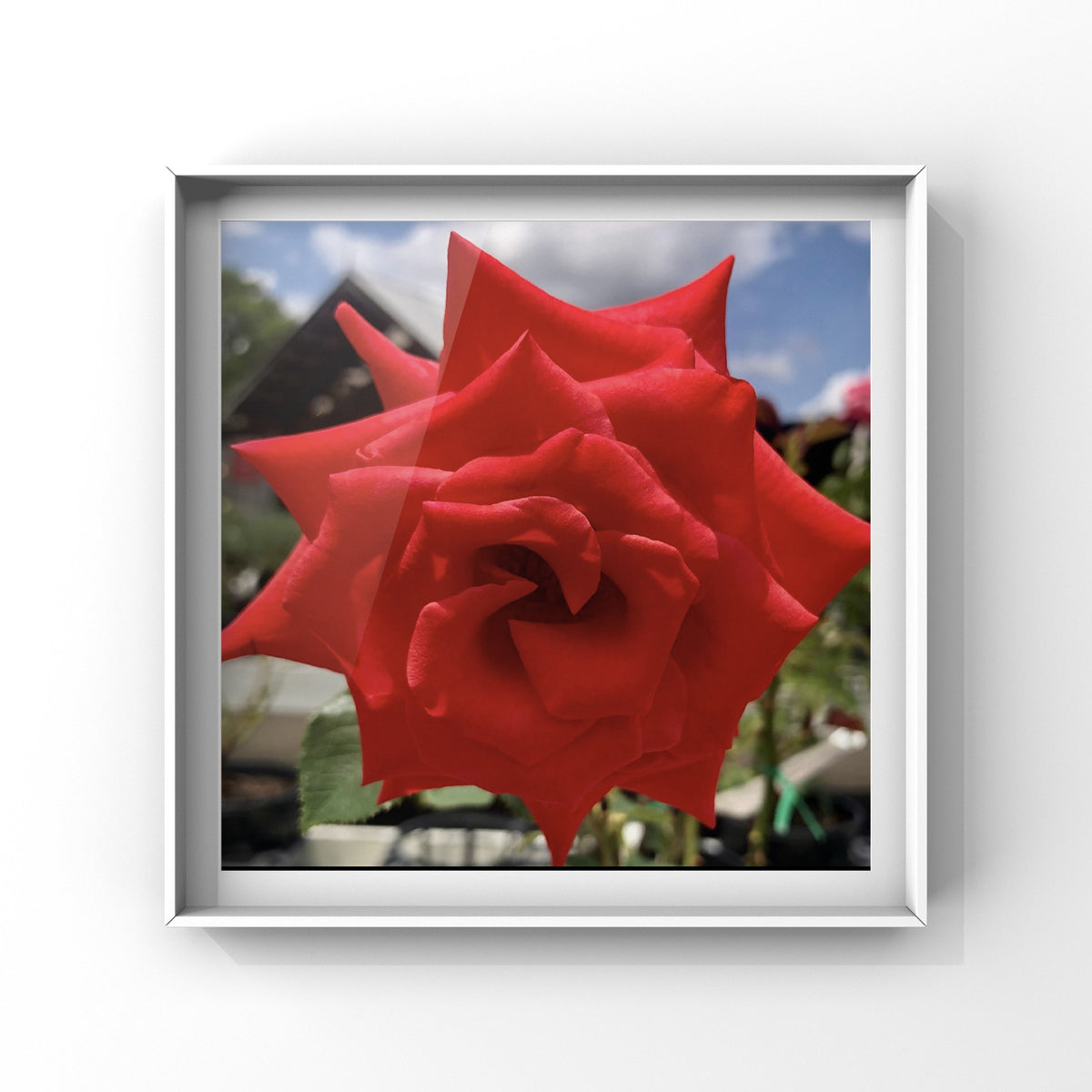 Bright Red Rose Wall Art Printable, Vibrant Scarlet Flower Photography, Botanical Home Decor, Digital Download
