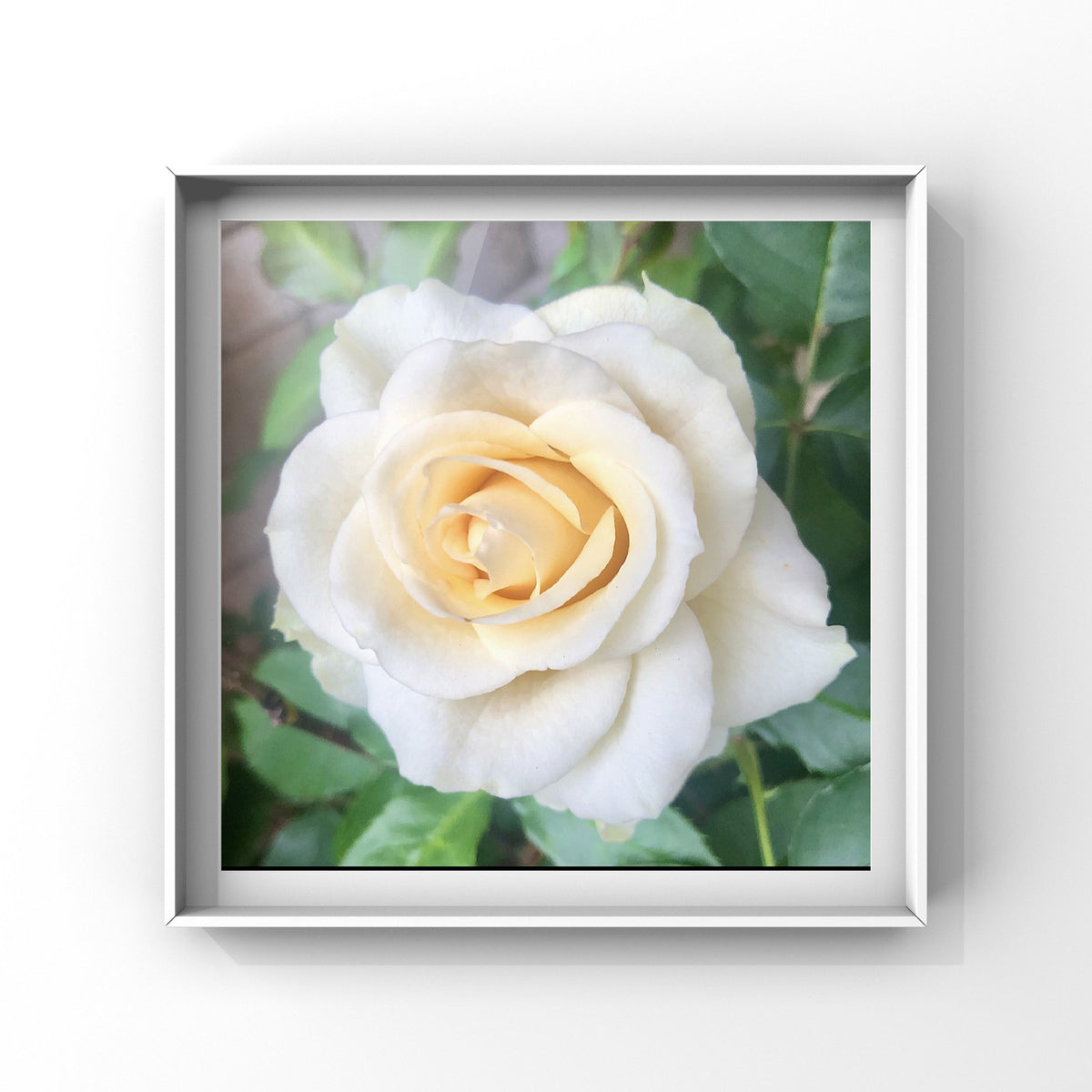Small White Rose Wall Art Printable, Elegant Garden Rose Photography, Soft Floral Decor, Square Botanical Digital Download