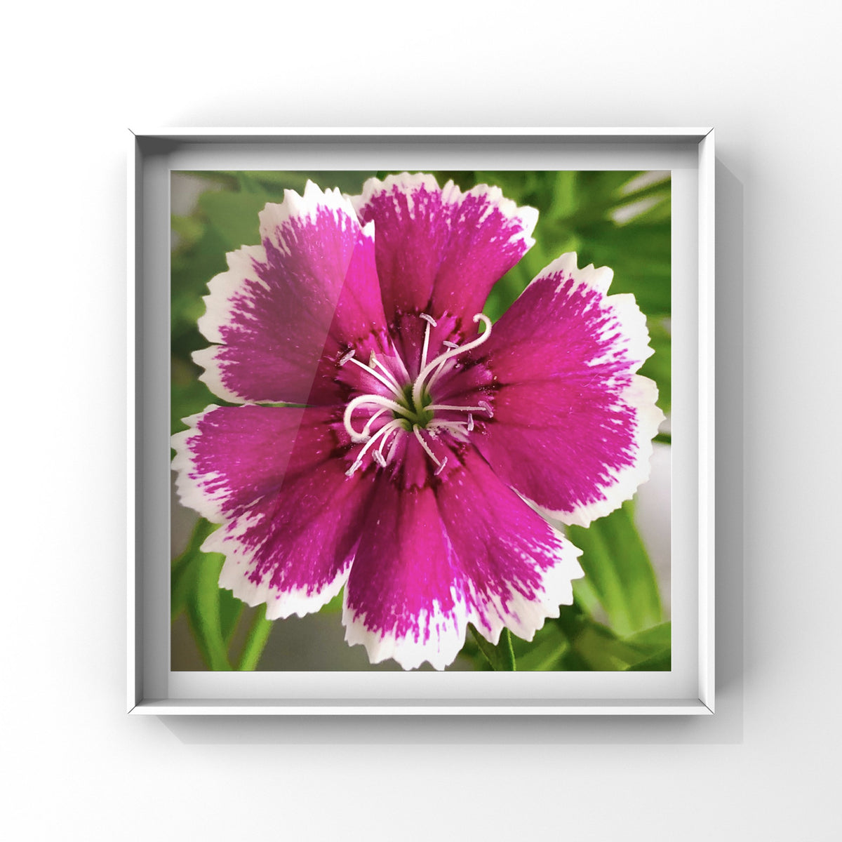 Dianthus Flower Wall Art Printable, Flower Photography, Pink Garden Bloom Decor, Botanical Digital Download