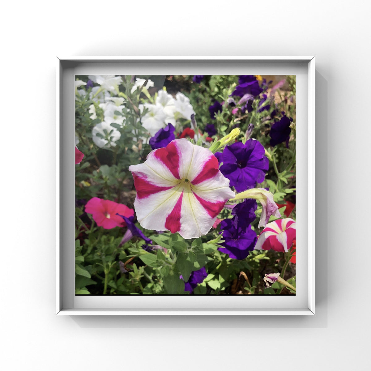 Pink and White Petunia Wall Art Printable, Flower Photography, Vibrant Garden Bloom Decor, Botanical Digital Download