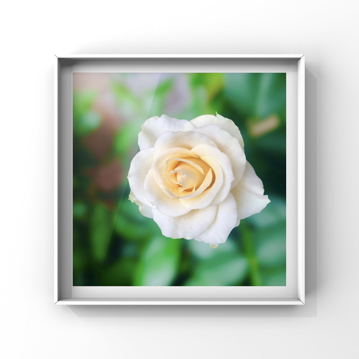 White French Rose Wall Art Printable, Flower Photography, Elegant Botanical Decor, Digital Download