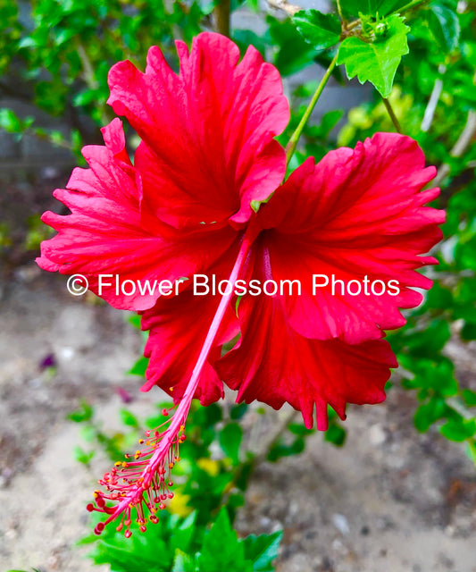 Red Floral Beauty| High-Resolution Digital Image For Personal Use