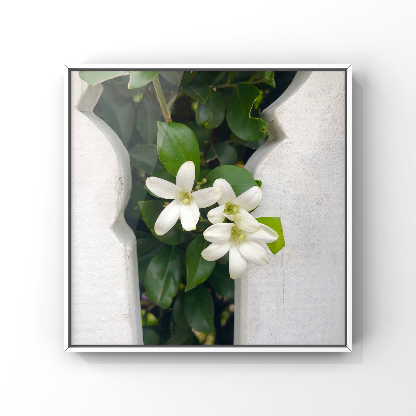 White Flower Elegance| High-Resolution Digital Image For Personal Use