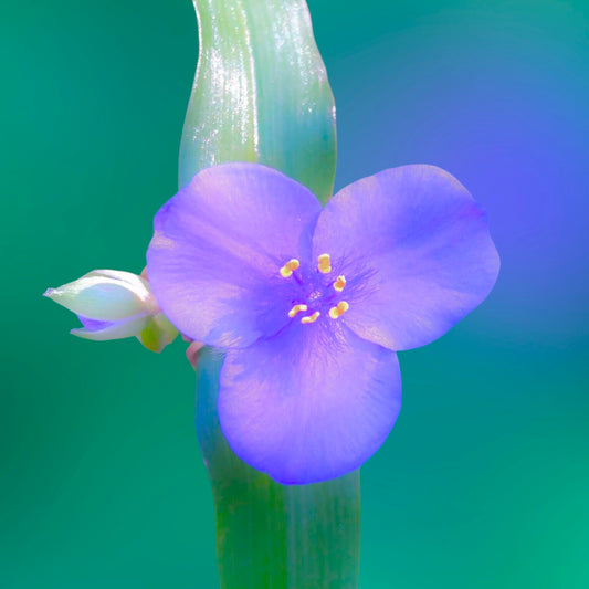 Small Purple Flower Wall Art Printable, Delicate Botanical Photography, Floral Digital Download