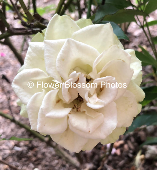 Timeless White Floral Elegance| High-Resolution Digital Image For Personal Use