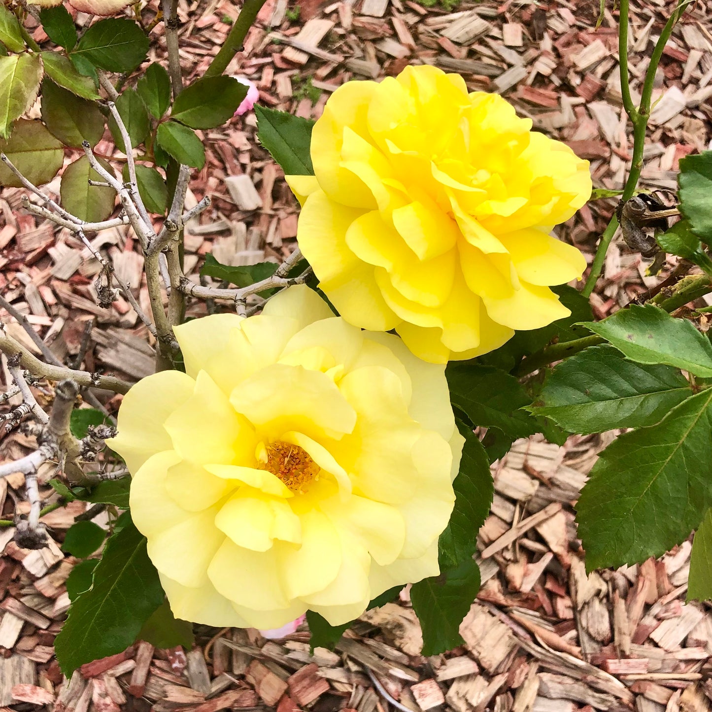 Bright Yellow Rose Wall Art Printable, Flower Photography,Cheerful Garden Bloom Decor, Botanical Digital Download