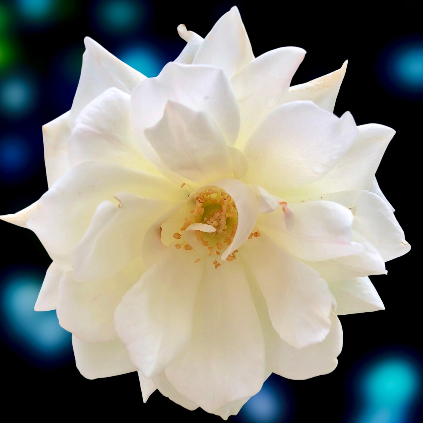 White Rose Wall Art Printable, Elegant Flower Photography, Botanical Home Decor, Digital Download