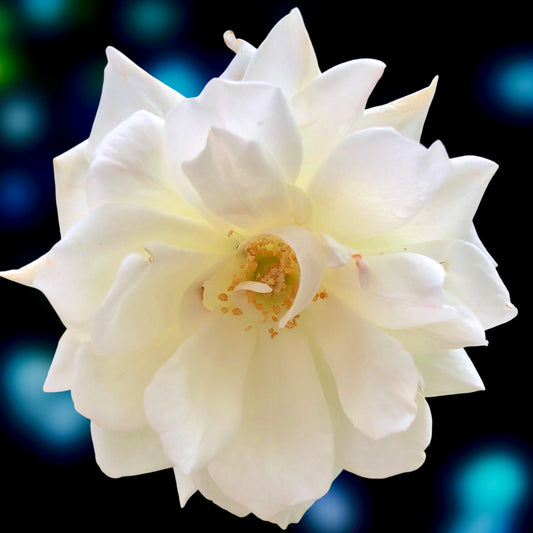White Rose Wall Art Printable, Elegant Flower Photography, Botanical Home Decor, Digital Download