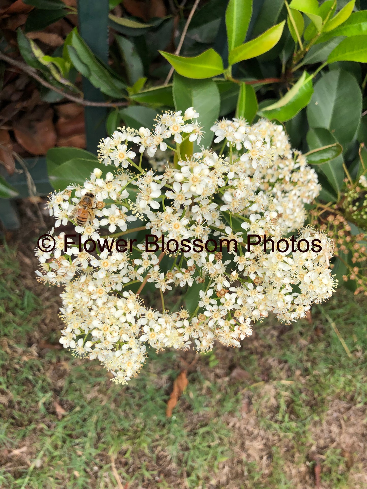 White Blossom Portrait| High-Resolution Digital Image For Personal Use