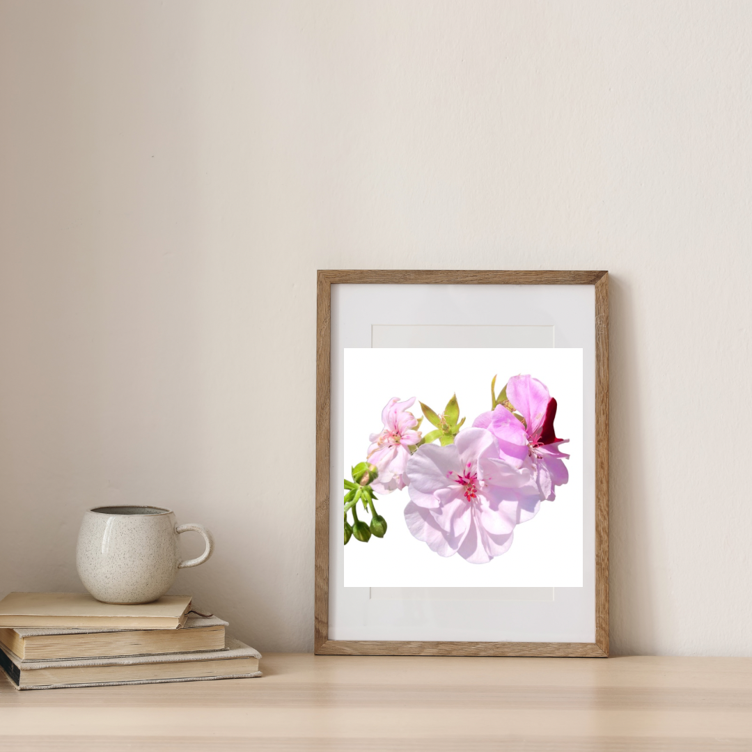 Light Pink Geranium Flowers Wall Art Printable, Elegant Botanical Photography, Floral Digital Download