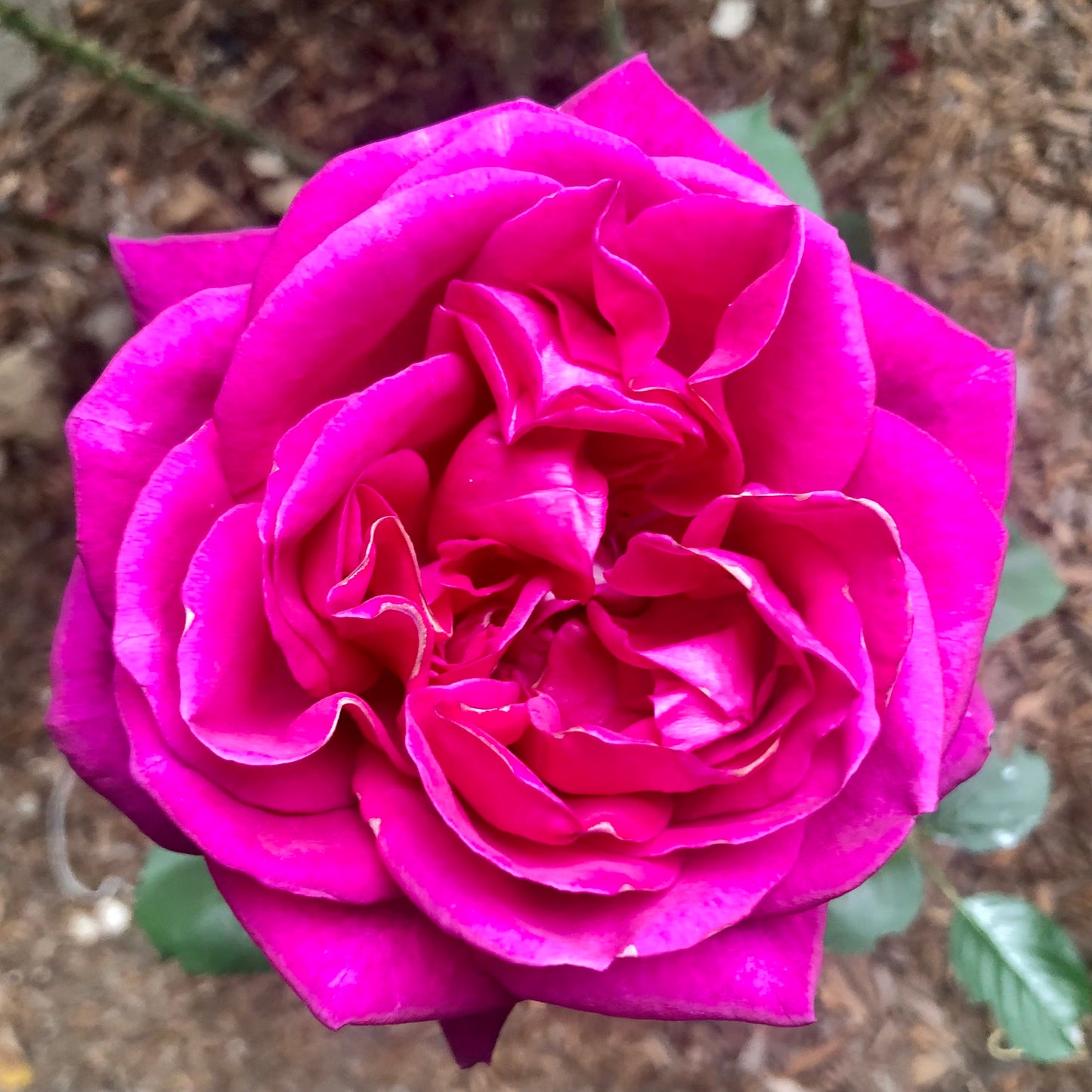 Vibrant Pink Rose Wall Art Printable, Bold Garden Rose Photography, Bright Floral Decor, Botanical Digital Download