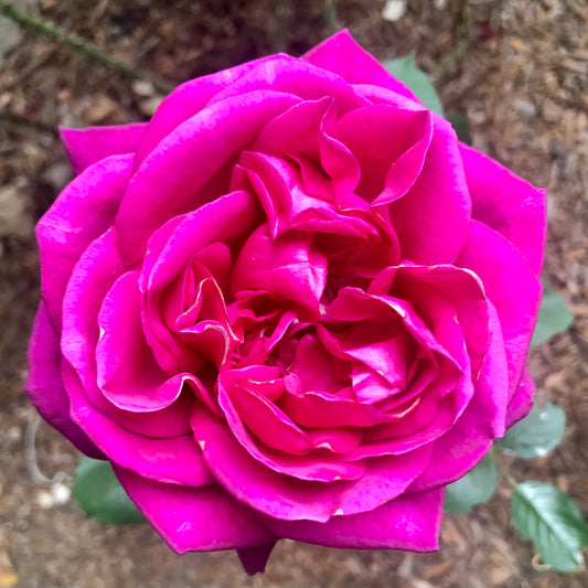 Vibrant Pink Rose Wall Art Printable, Bold Garden Rose Photography, Bright Floral Decor, Botanical Digital Download