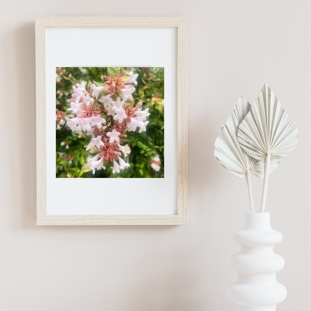 White Abelia Flower Printable Wall Art Bundle (2), Elegant Botanical Photography, Floral Digital Download Set, Nature Wall Decor