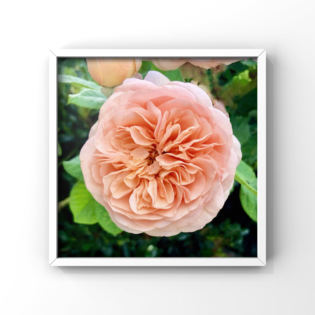 10 Rose Photography Bundle, Printable Floral Wall Art Collection, Botanical Decor, Digital Download