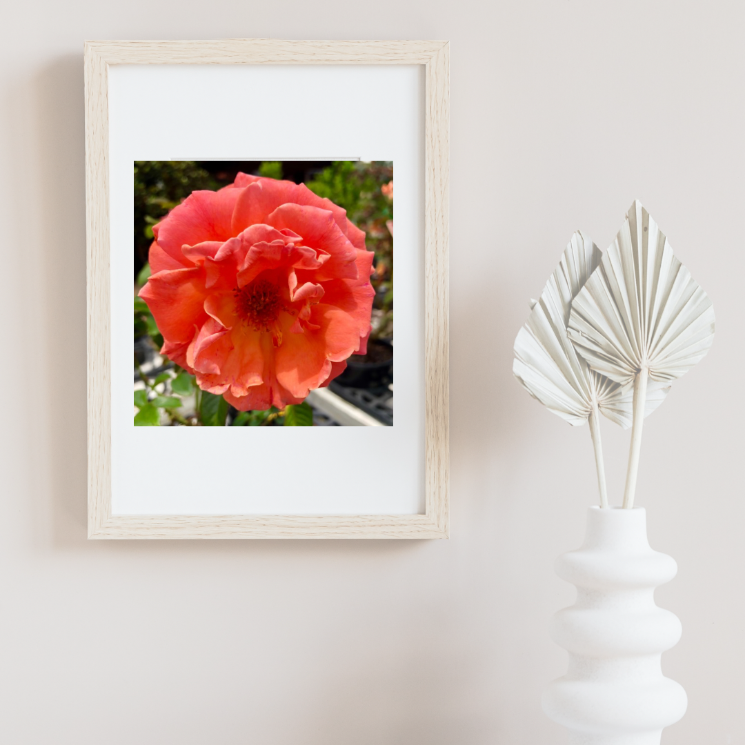 Orange Rose Printable Wall Art, Vibrant Botanical Flower Photography, Digital Download