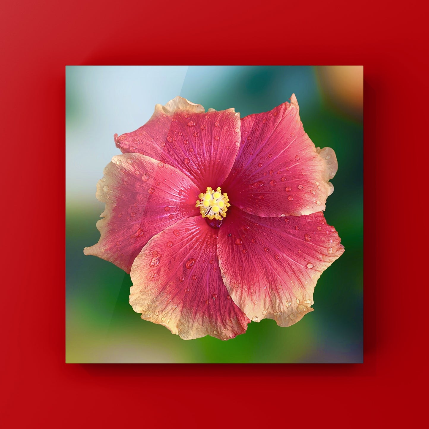 Hibiscus Flower Wall Art Bundle, 10 Botanical Photography Prints, Colour Collection, Digital Download