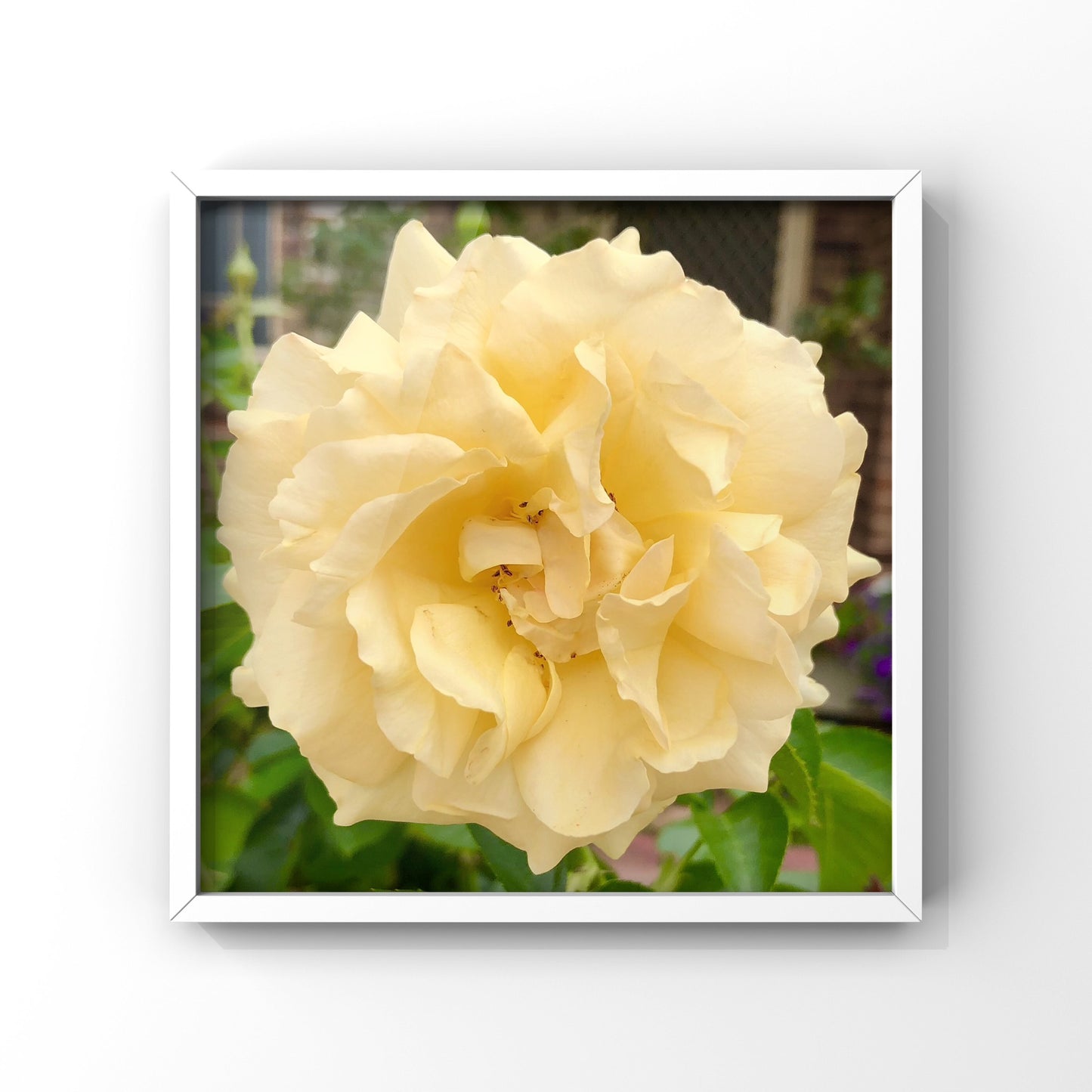 Yellow Garden Rose Printable Wall Art, Botanical Flower Photography, Digital Download