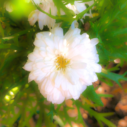 White Flower Wall Art Printable, Elegant Botanical Photography, Floral Digital Download