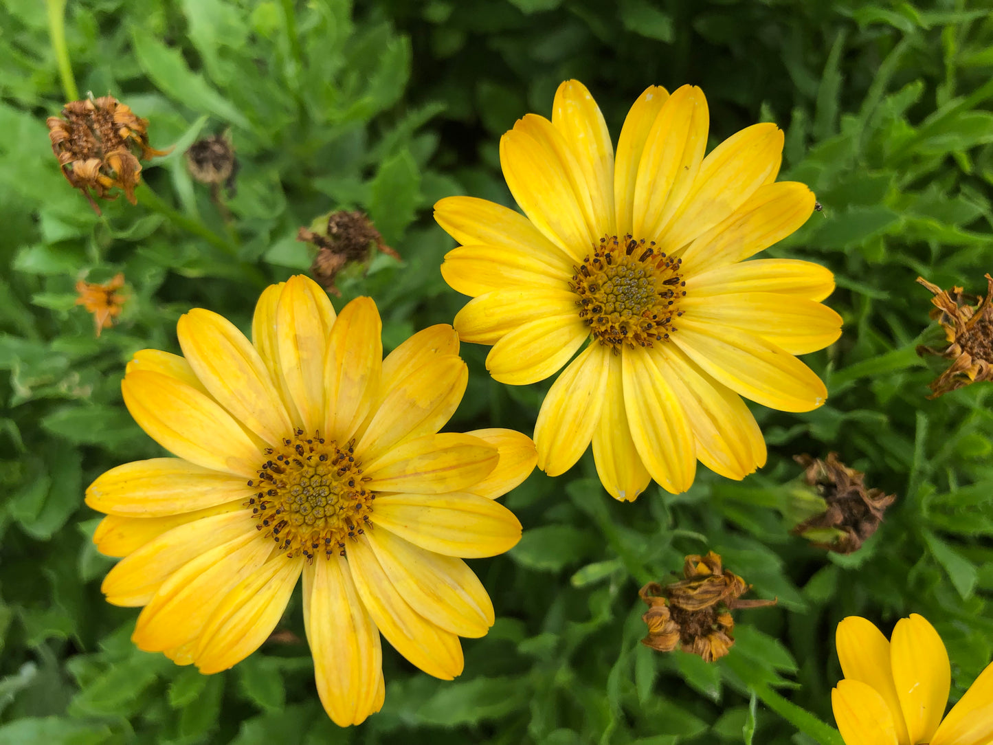 Yellow Daisies Printable Wall Art, Bright Botanical Flower Photography, Digital Download