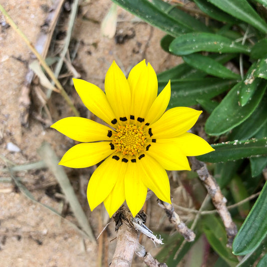 Yellow Gazania Wall Art Printable, Flower Photography, Bright Garden Bloom Decor, Botanical Digital Download