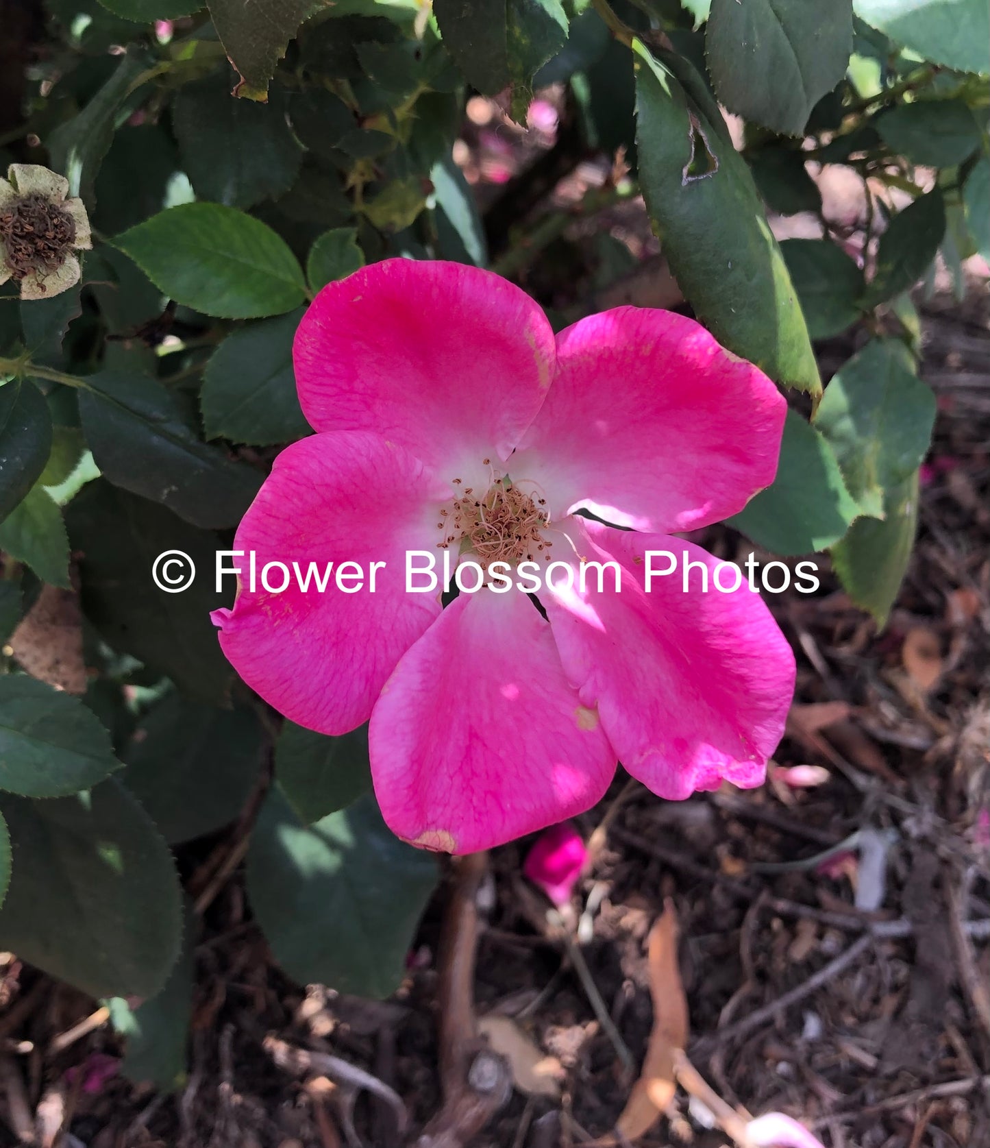 Pink Beauty Blossom| High-Resolution Digital Image For Personal Use