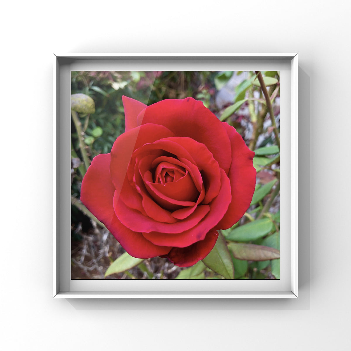 Red Rose Wall Art Printable, Flower Photography, Elegant Botanical Decor, Digital Download