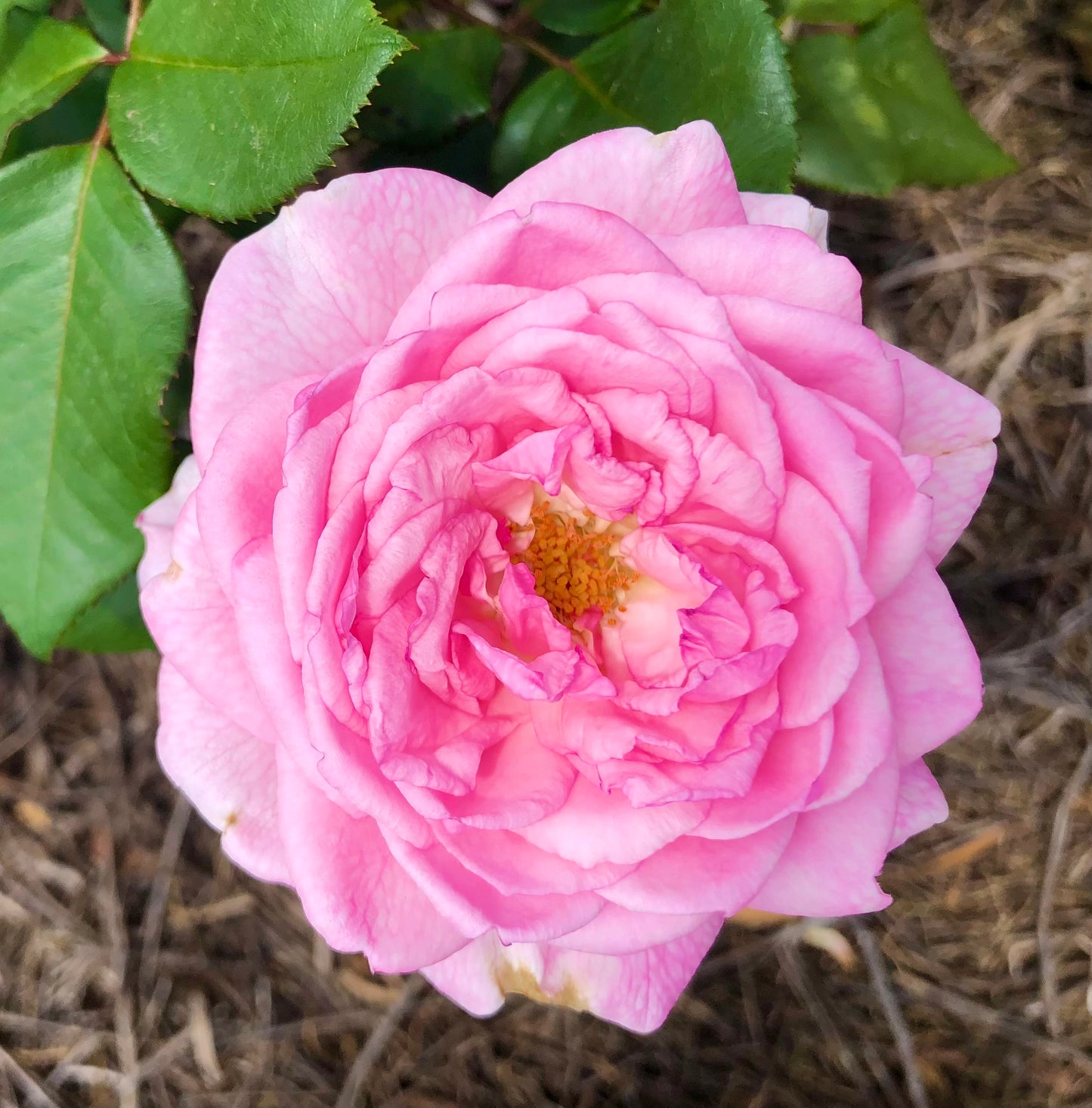 Pink Garden Rose Printable Wall Art – Botanical Flower Photography - Digital Download