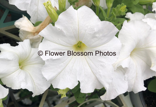 Delicate White Flower| High-Resolution Digital Image For Commercial Use