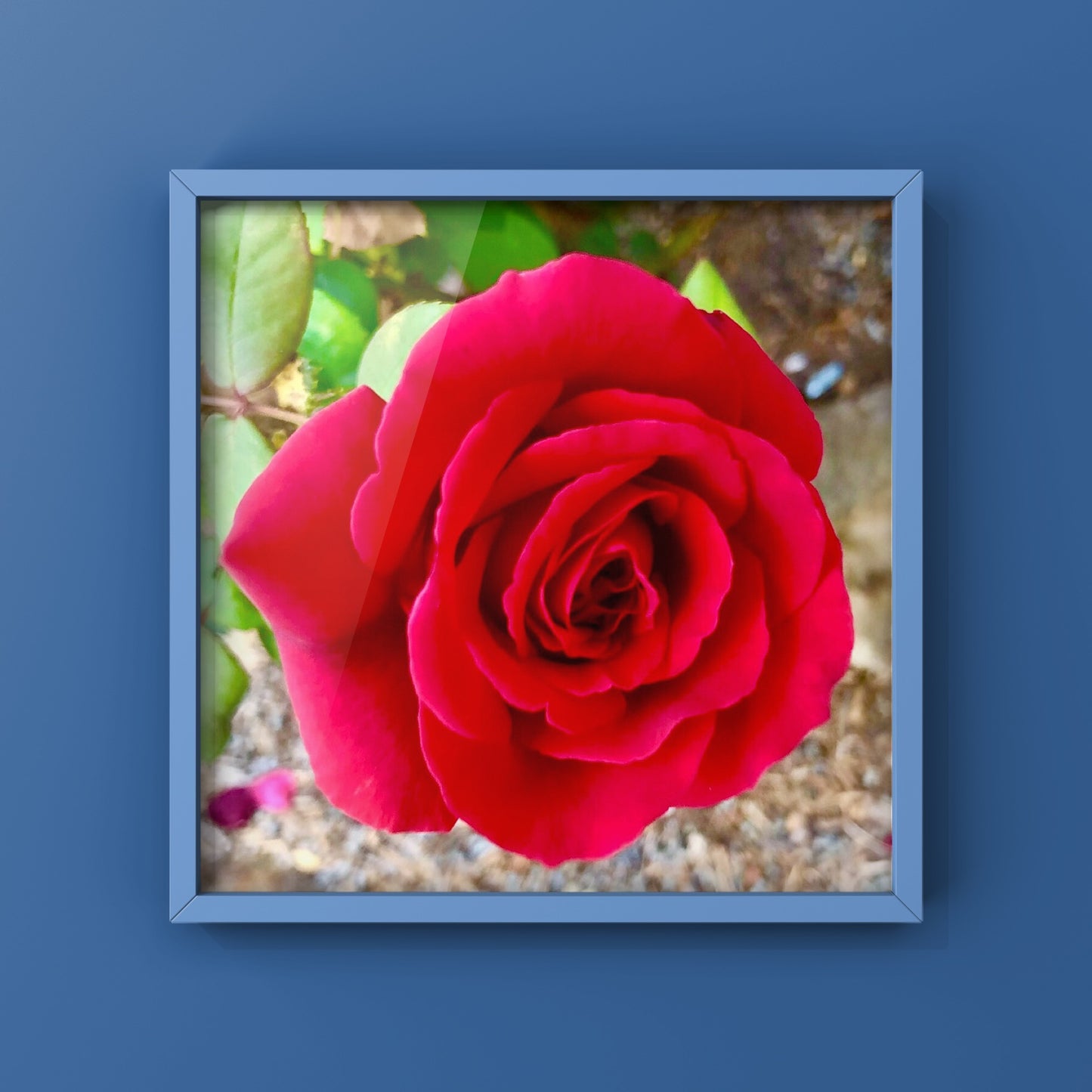 Vibrant Red Rose Printable Wall Art, Botanical Flower Photography, Digital Download