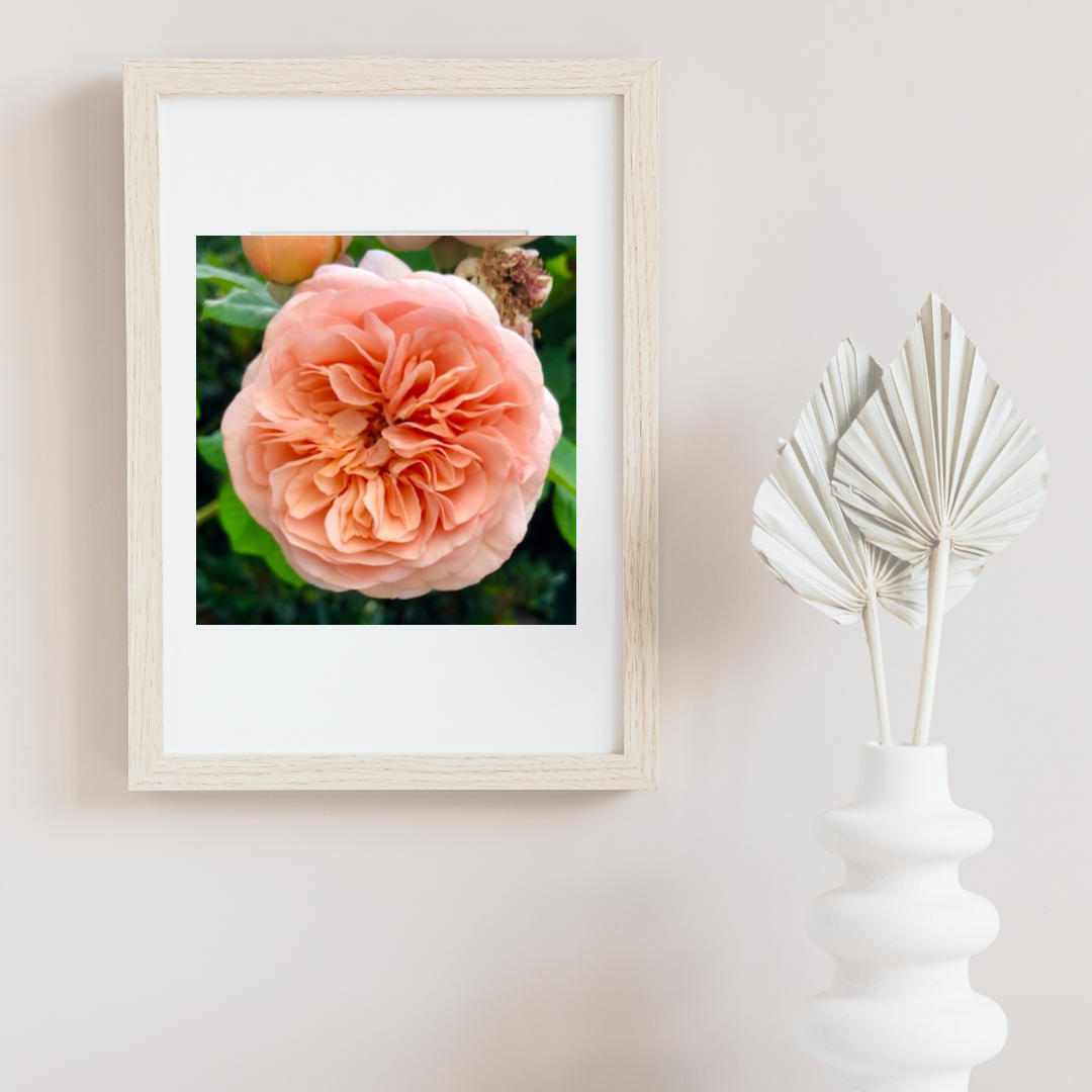 Orange English Rose Printable Wall Art, Botanical Flower Photography, Digital Download