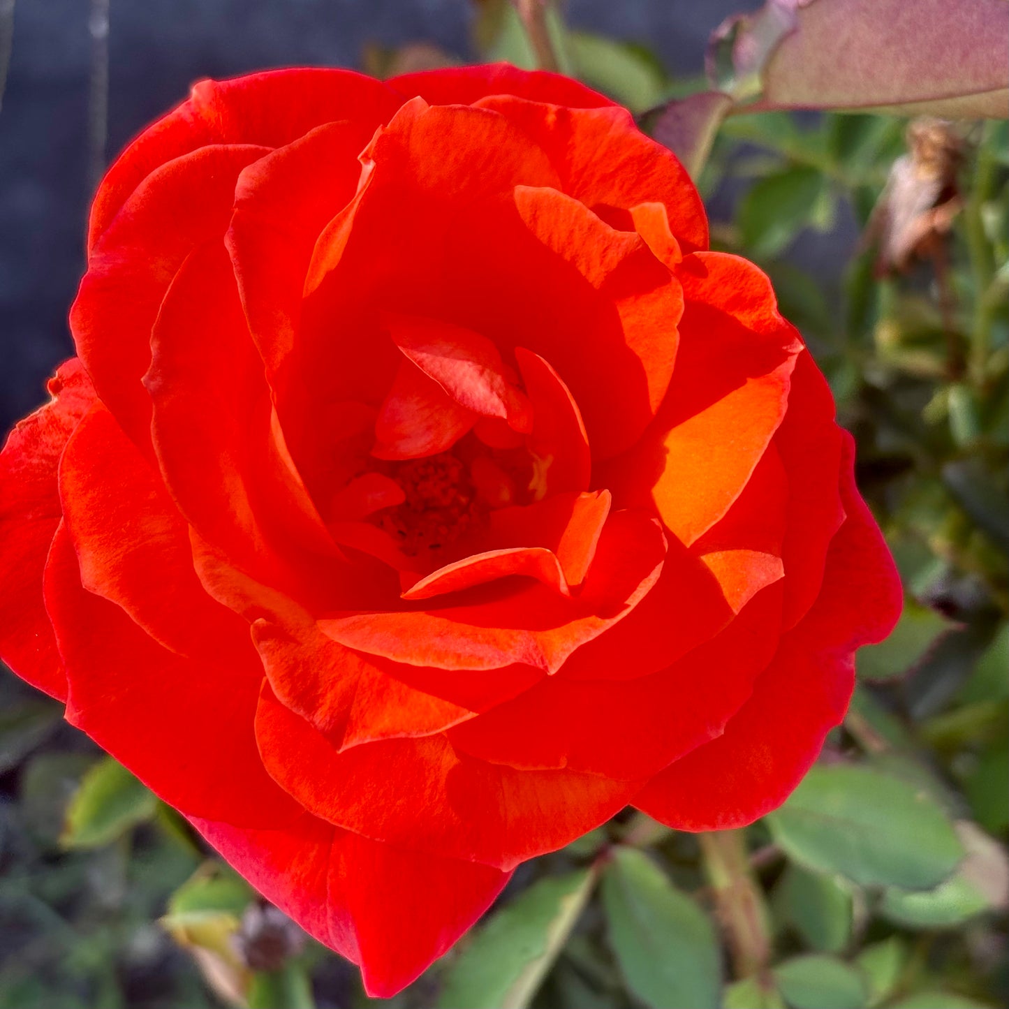 Orange Red Rose Wall Art Printable, Vibrant Flower Photography, Bold Garden Bloom Decor, Botanical Digital Download
