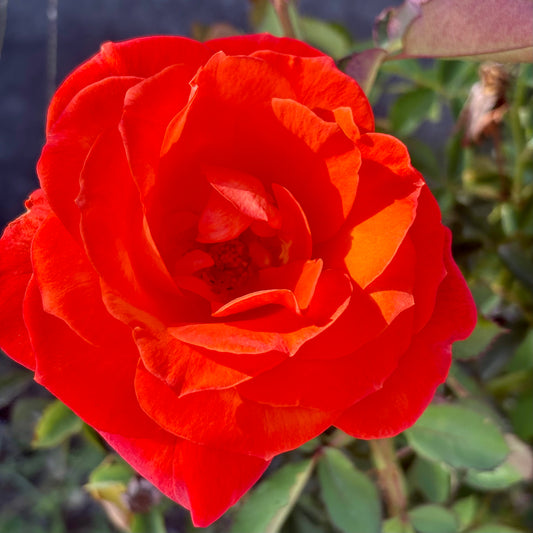 Orange Red Rose Wall Art Printable, Vibrant Flower Photography, Bold Garden Bloom Decor, Botanical Digital Download